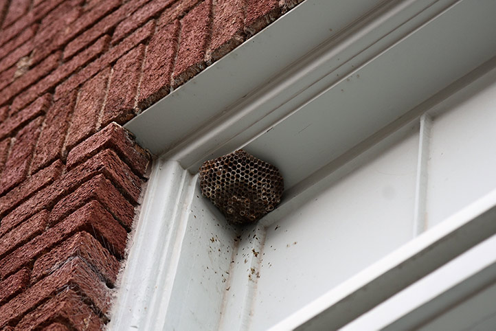 We provide a wasp nest removal service for domestic and commercial properties in Colne.